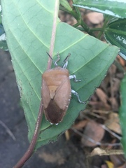 Tessaratoma papillosa