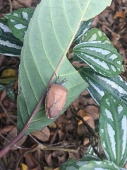 Tessaratoma papillosa