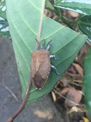 Tessaratoma papillosa