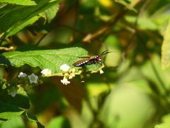 Eriphioides tractipennis