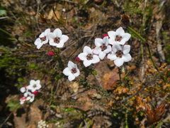 Adenandra marginata