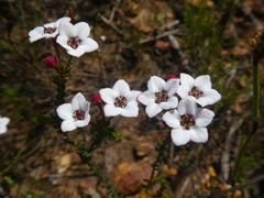 Adenandra marginata