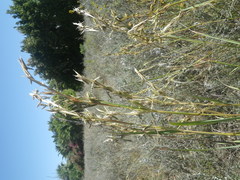 Cymbopogon pospischilii