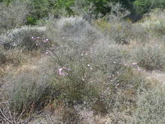 Podalyria microphylla