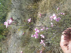 Podalyria microphylla