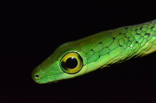Spotted Green Snake, Philothamnus punctatus