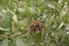 Quercus ithaburensis macrolepis