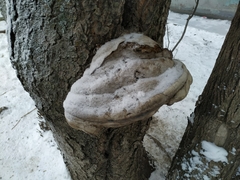 Fomes fomentarius