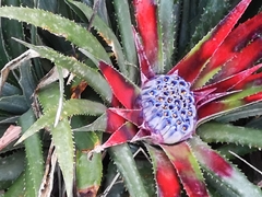 Fascicularia bicolor bicolor