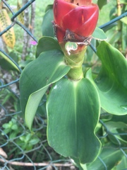 Costus woodsonii