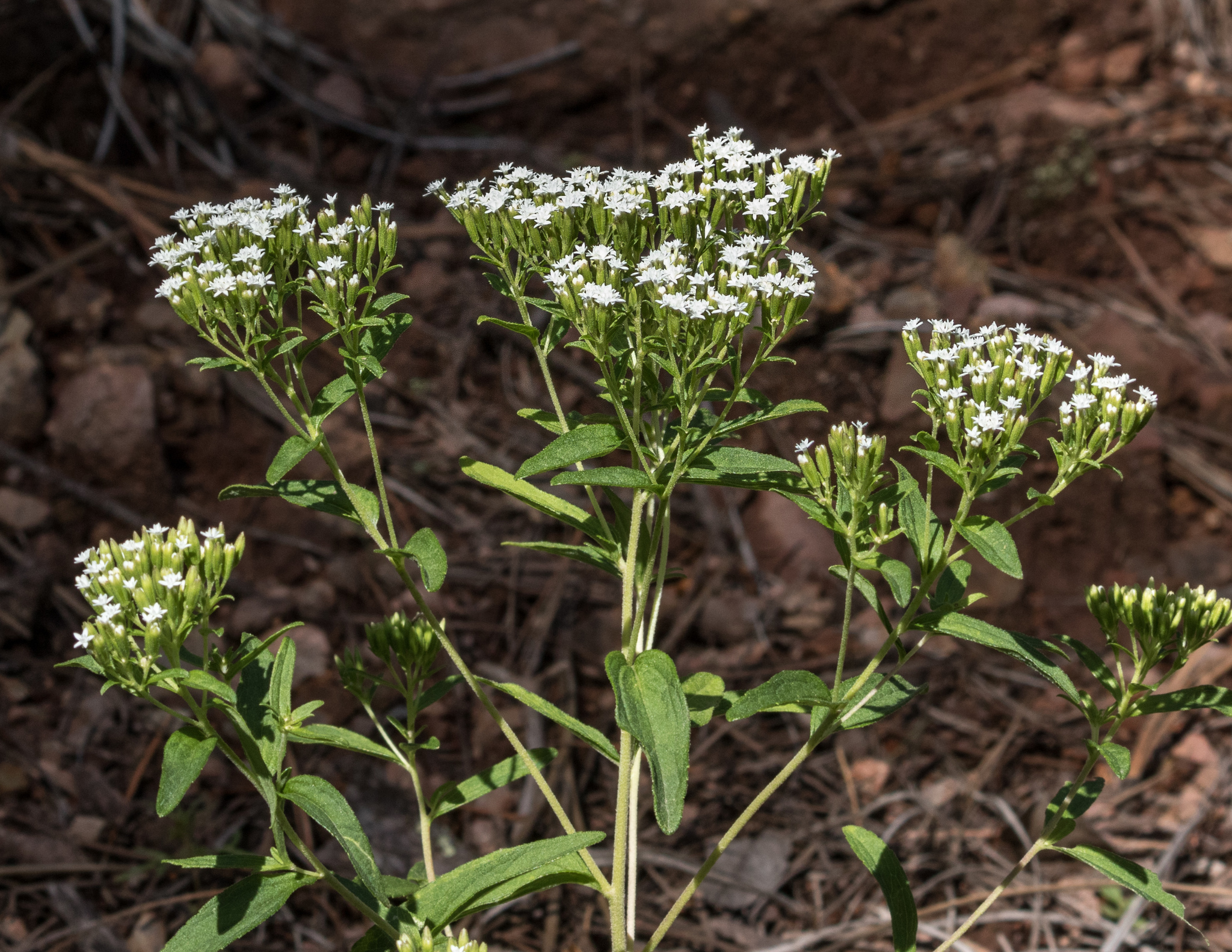 Stevia lemmonii