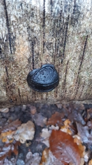 Fungi
