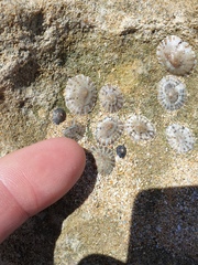 Siphonaria zelandica