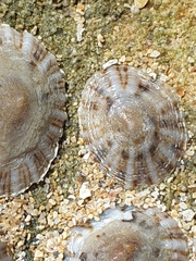 Siphonaria zelandica