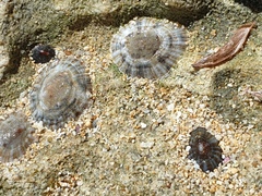 Siphonaria zelandica