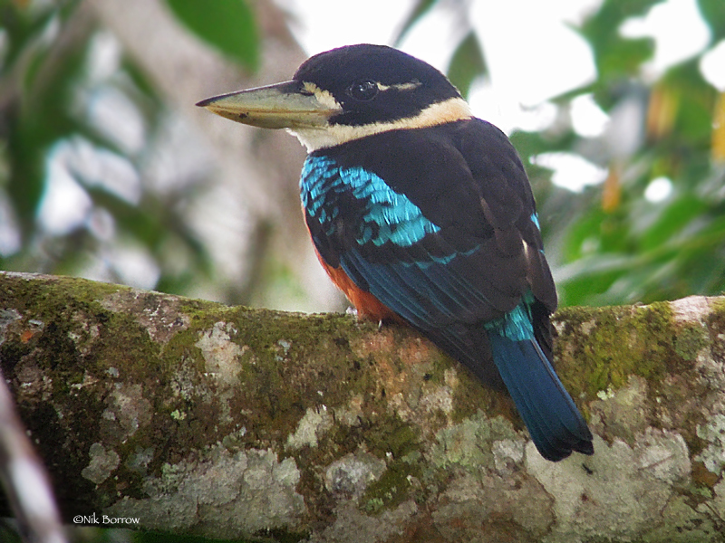 Rufous-Bellied Kookaburra