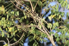 Phylloscopus trochiloides