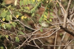Phylloscopus trochiloides