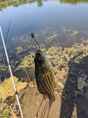 Morone mississippiensis