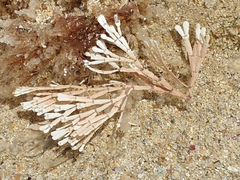 Amphiroa