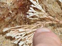 Amphiroa