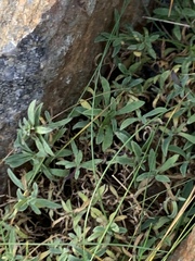 Silene uniflora