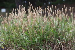 Ischaemum anthephoroides