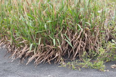 Ischaemum anthephoroides