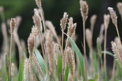 Ischaemum anthephoroides