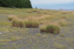 Ischaemum anthephoroides