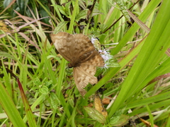 Achlyodes