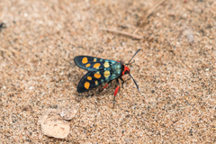 Arniocera auriguttata