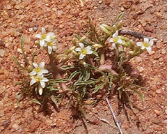 Jatropha erythropoda