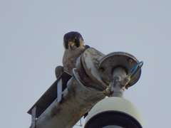 Falco peregrinus brookei