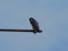Falco peregrinus brookei
