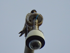Falco peregrinus brookei