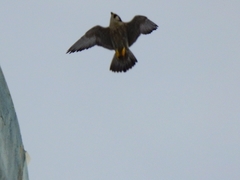 Falco peregrinus brookei