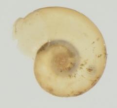 Gyraulus costulatus