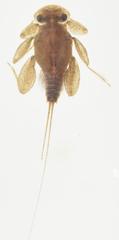 Dicercomyzon