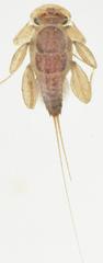 Dicercomyzon