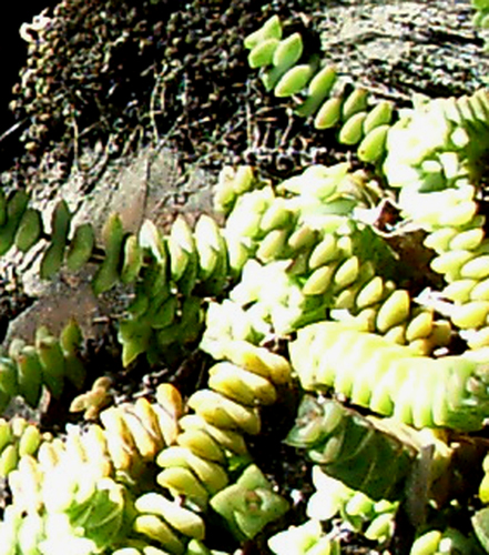 Crassula rupestris