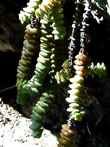 Crassula rupestris