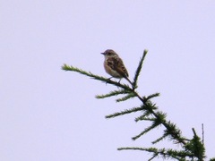 Saxicola stejnegeri