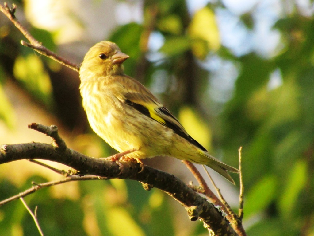 Oriental Greenfinch