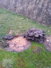 Craterellus cornucopioides