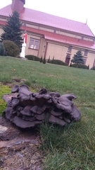 Craterellus cornucopioides