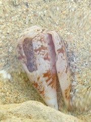 Conus anemone image