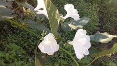 Ipomoea carnea fistulosa