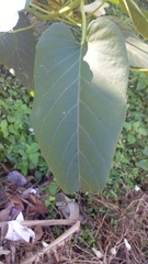 Ipomoea carnea fistulosa