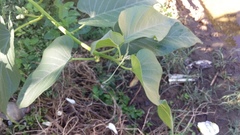 Ipomoea carnea fistulosa